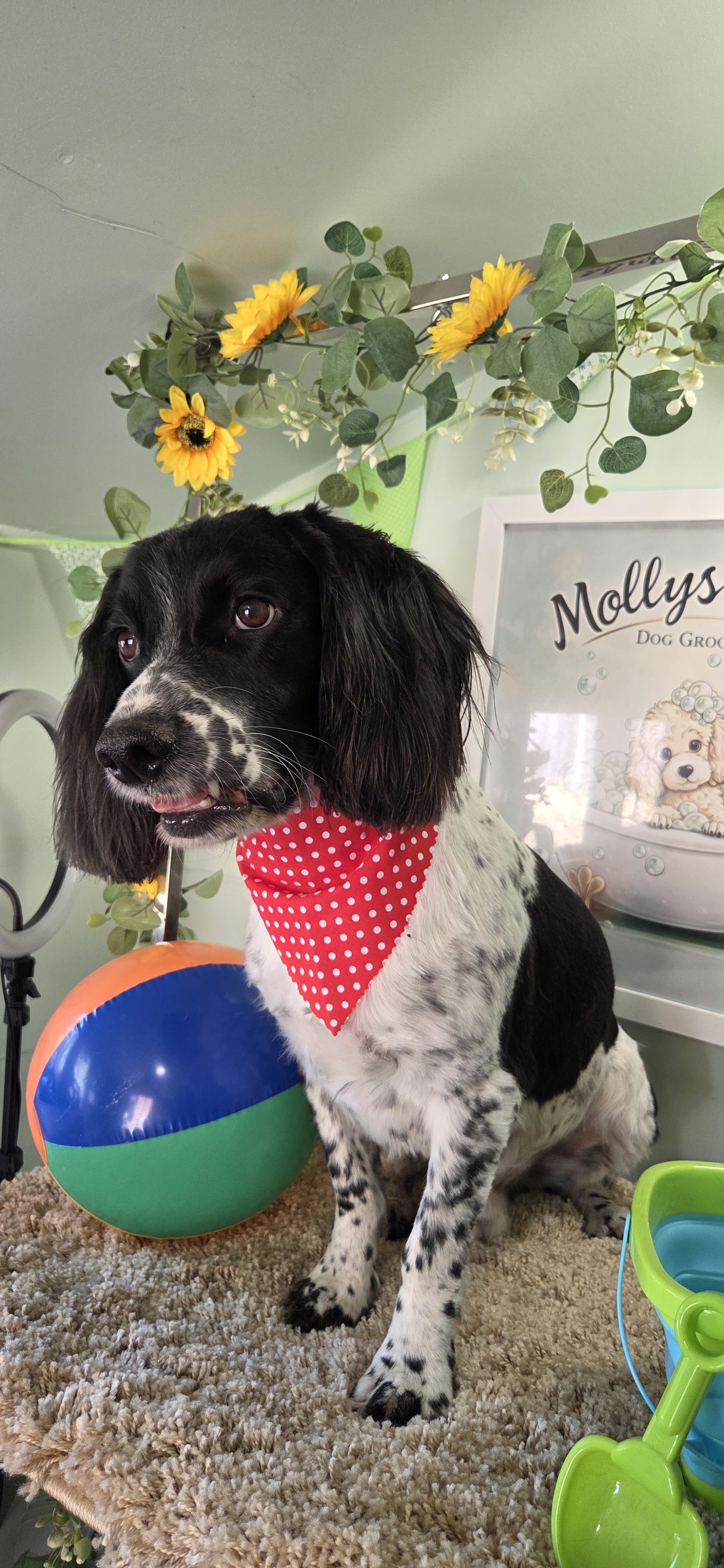 Black and white spaniel in a red spotty bandana, with summer props and sunflowers