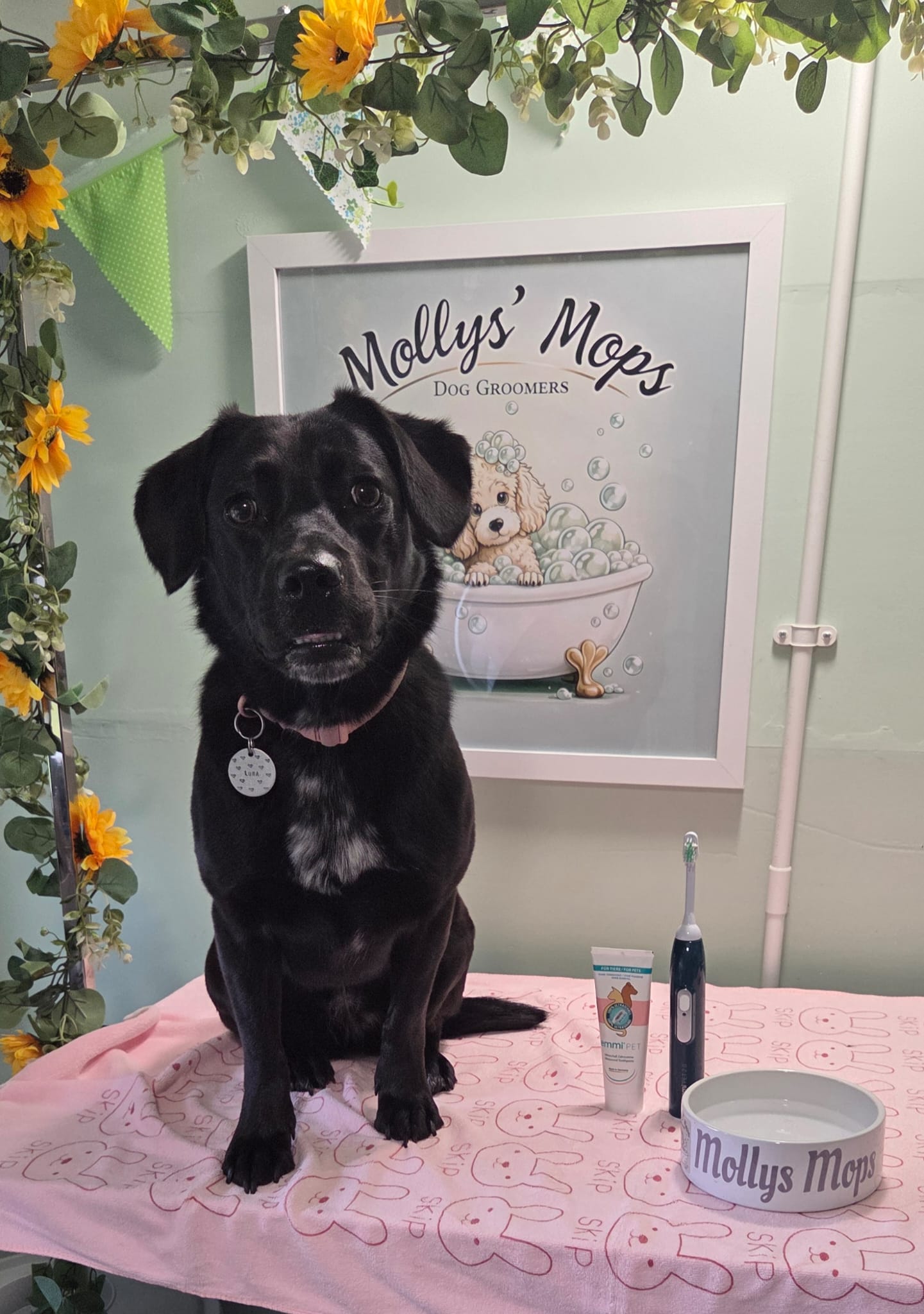 Black dog on the grooming table beside a dog toothbrush, toothpaste and a Mollys Mops bowl
