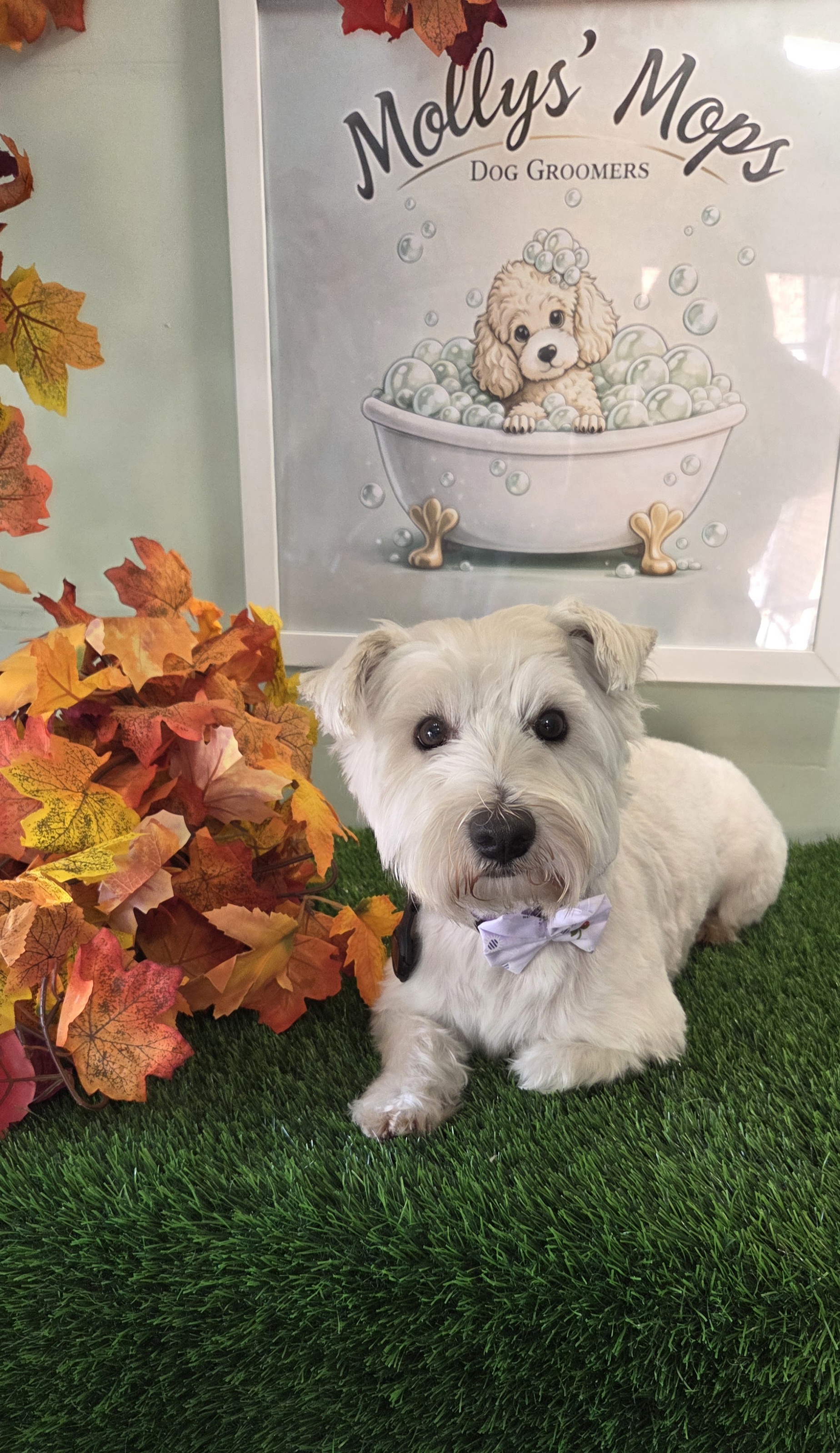White westie in a lilac bow tie among autumn leaves