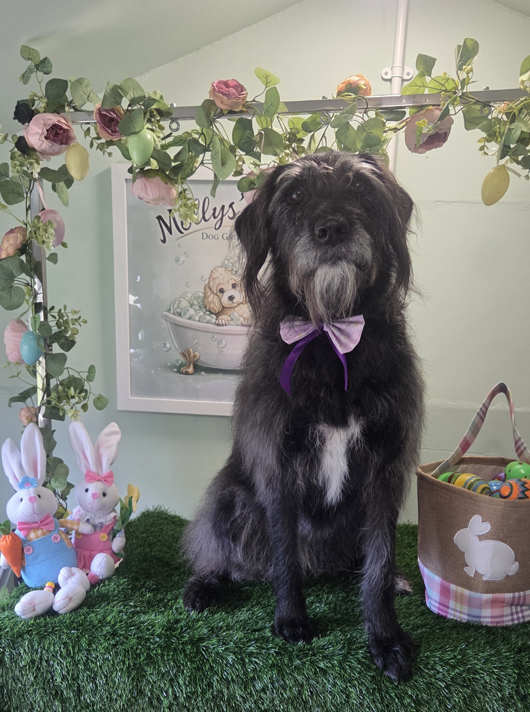 Scruffy grey dog in a purple bow with Easter bunnies