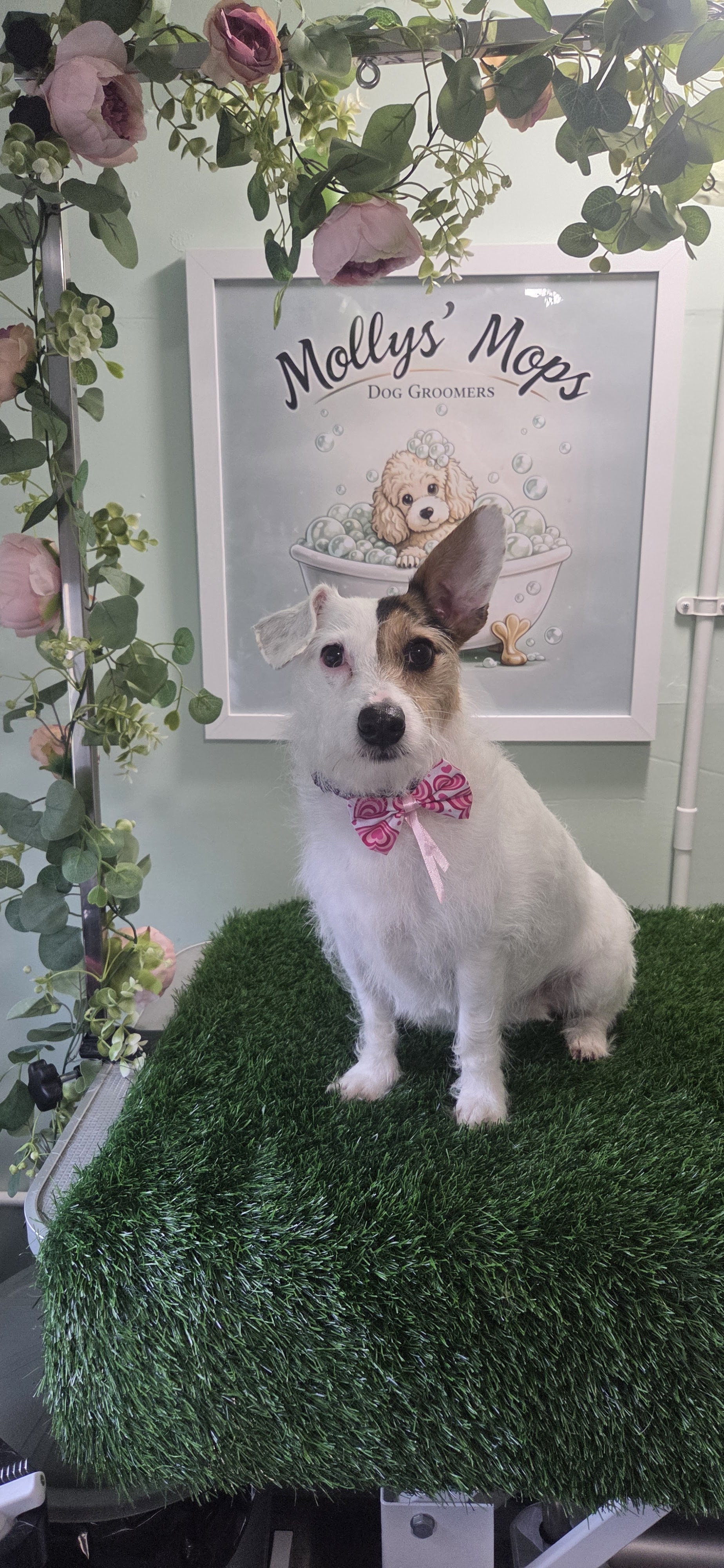 Jack Russell in a pink bow tie