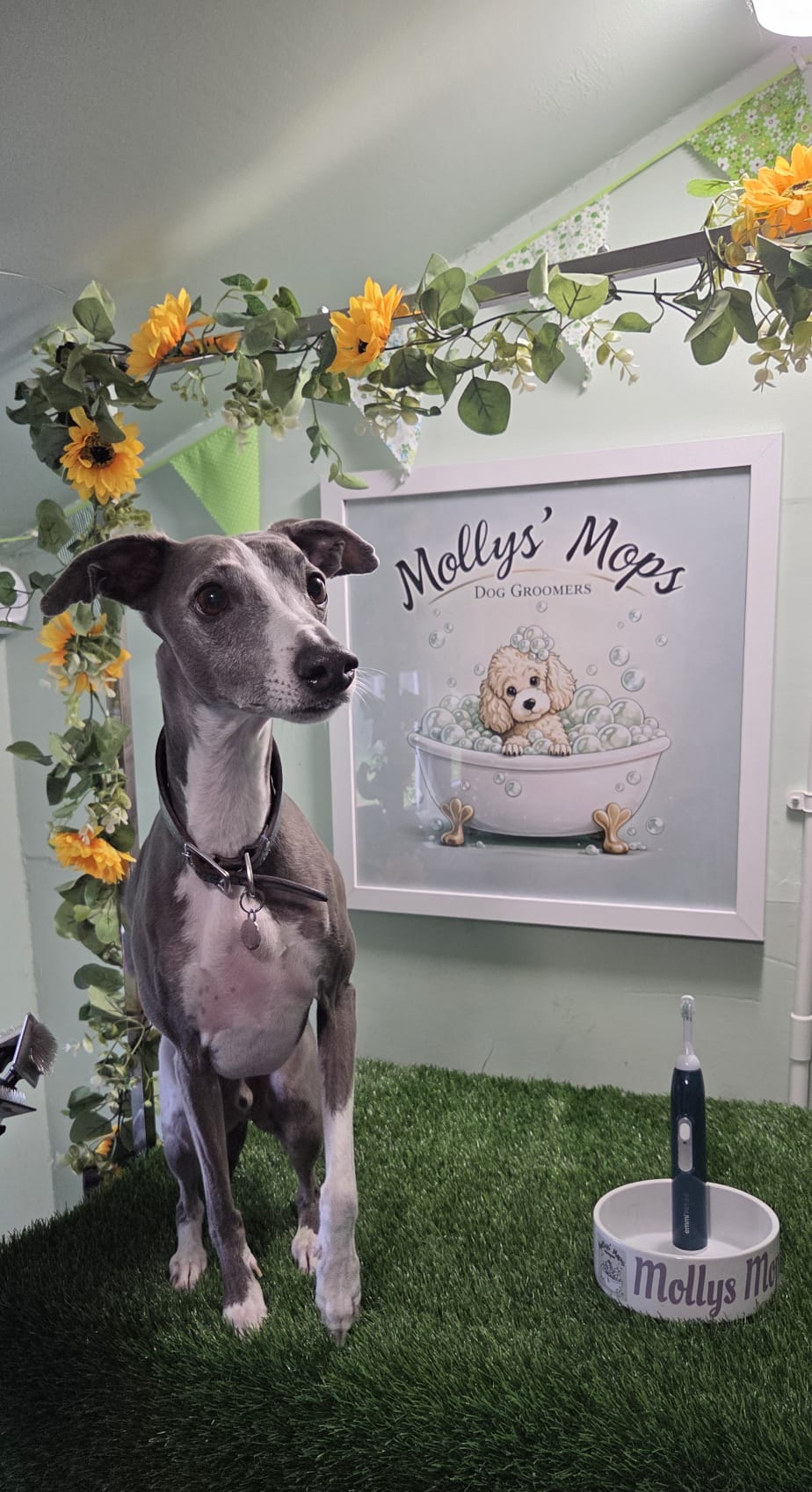 Grey whippet under sunflowers, with a toothbrush and the Mollys Mops bowl