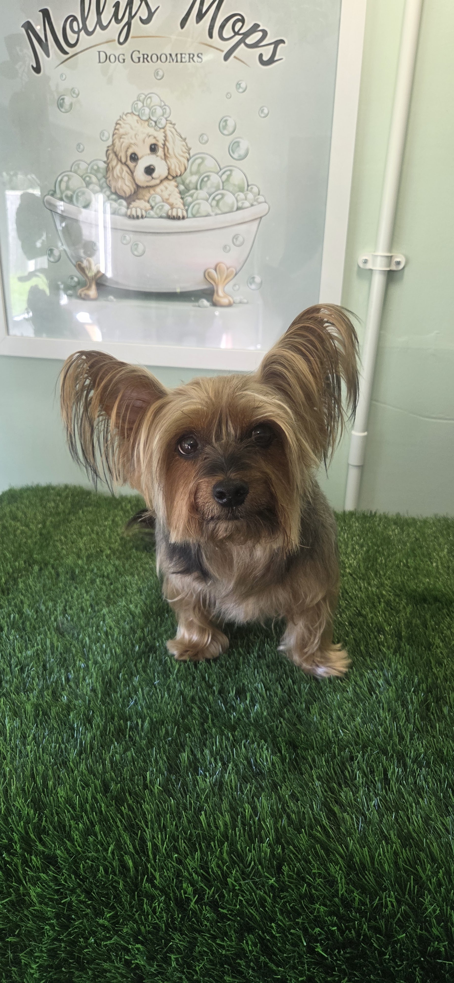 Yorkshire terrier on the grass mat under the Mollys' Mops logo print